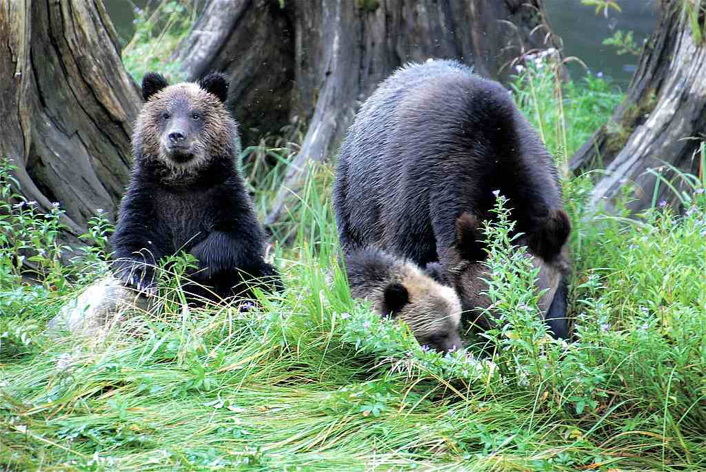 Great Bear Rainforest - Grizzly-Mutter und Anhang