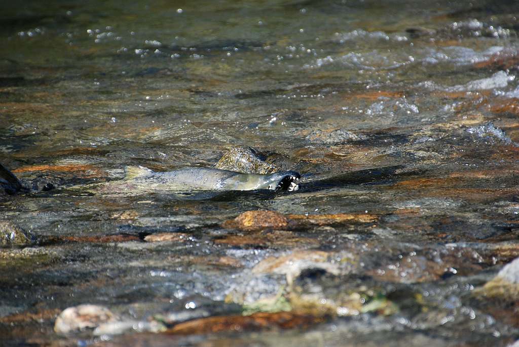Great Bear Rainforest - Lachs Great Bear Rainforest - Lachs