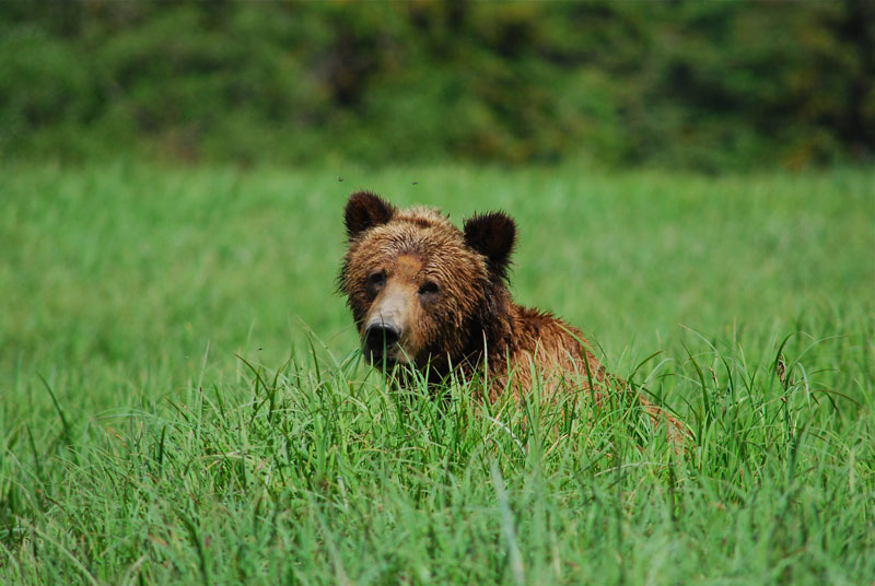 Great Bear Rainforest: Im Wald der Großen Bären, out-of-canada.olehelmhausen.de